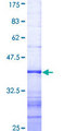 DNMBP / TUBA Protein - 12.5% SDS-PAGE Stained with Coomassie Blue.