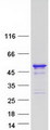 DNTNP / FAM53A Protein - Purified recombinant protein FAM53A was analyzed by SDS-PAGE gel and Coomassie Blue Staining