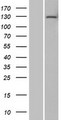 DNTTIP2 Protein - Western validation with an anti-DDK antibody * L: Control HEK293 lysate R: Over-expression lysate