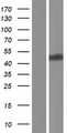 DOC2A Protein - Western validation with an anti-DDK antibody * L: Control HEK293 lysate R: Over-expression lysate