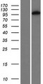 DP97 / DDX54 Protein - Western validation with an anti-DDK antibody * L: Control HEK293 lysate R: Over-expression lysate