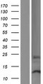 DPH3B Protein - Western validation with an anti-DDK antibody * L: Control HEK293 lysate R: Over-expression lysate