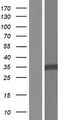 DPH5 Protein - Western validation with an anti-DDK antibody * L: Control HEK293 lysate R: Over-expression lysate