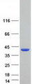 DPH5 Protein - Purified recombinant protein DPH5 was analyzed by SDS-PAGE gel and Coomassie Blue Staining