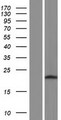 DPH6 / ATPBD4 Protein - Western validation with an anti-DDK antibody * L: Control HEK293 lysate R: Over-expression lysate