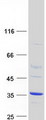 DPH6 / ATPBD4 Protein - Purified recombinant protein DPH6 was analyzed by SDS-PAGE gel and Coomassie Blue Staining