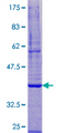 DPM3 Protein - 12.5% SDS-PAGE of human DPM3 stained with Coomassie Blue