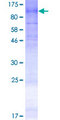 DPY19L2 Protein - 12.5% SDS-PAGE of human DPY19L2 stained with Coomassie Blue