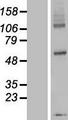 DPY19L3 Protein - Western validation with an anti-DDK antibody * L: Control HEK293 lysate R: Over-expression lysate
