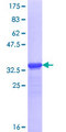 DSCAML1 Protein - 12.5% SDS-PAGE Stained with Coomassie Blue.