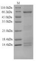 DSG1 / Desmoglein 1 Protein - (Tris-Glycine gel) Discontinuous SDS-PAGE (reduced) with 5% enrichment gel and 15% separation gel.