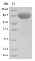 DSG3 / Desmoglein 3 Protein - (Tris-Glycine gel) Discontinuous SDS-PAGE (reduced) with 5% enrichment gel and 15% separation gel.