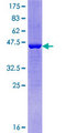 DTD2 Protein - 12.5% SDS-PAGE of human C14orf126 stained with Coomassie Blue