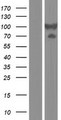 DTNB / Dystrobrevin Beta Protein - Western validation with an anti-DDK antibody * L: Control HEK293 lysate R: Over-expression lysate