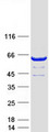 DTNB / Dystrobrevin Beta Protein - Purified recombinant protein DTNB was analyzed by SDS-PAGE gel and Coomassie Blue Staining