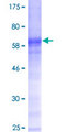 DUOXA1 / NIP Protein - 12.5% SDS-PAGE of human NIP stained with Coomassie Blue