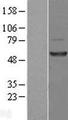 DUS1L Protein - Western validation with an anti-DDK antibody * L: Control HEK293 lysate R: Over-expression lysate