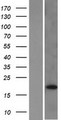 DUSP28 Protein - Western validation with an anti-DDK antibody * L: Control HEK293 lysate R: Over-expression lysate