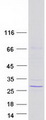 DUX3 Protein - Purified recombinant protein DUX3 was analyzed by SDS-PAGE gel and Coomassie Blue Staining