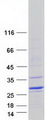 DUX5 Protein - Purified recombinant protein DUX5 was analyzed by SDS-PAGE gel and Coomassie Blue Staining