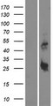 DYNAP Protein - Western validation with an anti-DDK antibody * L: Control HEK293 lysate R: Over-expression lysate