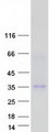 DYNAP Protein - Purified recombinant protein DYNAP was analyzed by SDS-PAGE gel and Coomassie Blue Staining