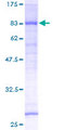 DYRK3 Protein - 12.5% SDS-PAGE of human DYRK3 stained with Coomassie Blue