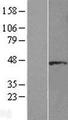 DYX1C1 Protein - Western validation with an anti-DDK antibody * L: Control HEK293 lysate R: Over-expression lysate