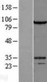 DZIP1L Protein - Western validation with an anti-DDK antibody * L: Control HEK293 lysate R: Over-expression lysate
