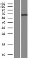 EBF4 Protein - Western validation with an anti-DDK antibody * L: Control HEK293 lysate R: Over-expression lysate
