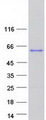 EBF4 Protein - Purified recombinant protein EBF4 was analyzed by SDS-PAGE gel and Coomassie Blue Staining