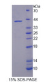 ECH1 Protein - Recombinant Enoyl Coenzyme A Hydratase 1, Peroxisomal By SDS-PAGE