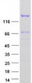 EDRF1 / C10orf137 Protein - Purified recombinant protein EDRF1 was analyzed by SDS-PAGE gel and Coomassie Blue Staining
