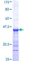 EEF1D Protein - 12.5% SDS-PAGE Stained with Coomassie Blue.