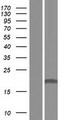EFCAB1 Protein - Western validation with an anti-DDK antibody * L: Control HEK293 lysate R: Over-expression lysate