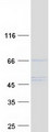 EFCAB14 Protein - Purified recombinant protein EFCAB14 was analyzed by SDS-PAGE gel and Coomassie Blue Staining