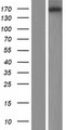 EFCAB5 Protein - Western validation with an anti-DDK antibody * L: Control HEK293 lysate R: Over-expression lysate