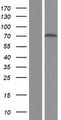 EFCC1 Protein - Western validation with an anti-DDK antibody * L: Control HEK293 lysate R: Over-expression lysate