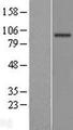 EFHB Protein - Western validation with an anti-DDK antibody * L: Control HEK293 lysate R: Over-expression lysate