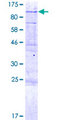 EFHB Protein - 12.5% SDS-PAGE of human EFHB stained with Coomassie Blue