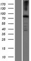 EFHC2 Protein - Western validation with an anti-DDK antibody * L: Control HEK293 lysate R: Over-expression lysate