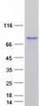 EFS / CASS3 Protein - Purified recombinant protein EFS was analyzed by SDS-PAGE gel and Coomassie Blue Staining