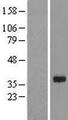 EID3 Protein - Western validation with an anti-DDK antibody * L: Control HEK293 lysate R: Over-expression lysate