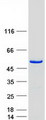 EIF2S2 Protein - Purified recombinant protein EIF2S2 was analyzed by SDS-PAGE gel and Coomassie Blue Staining
