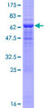 EIF3I / EIF3S2 Protein - 12.5% SDS-PAGE of human EIF3S2 stained with Coomassie Blue
