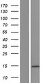 EIF4E3 Protein - Western validation with an anti-DDK antibody * L: Control HEK293 lysate R: Over-expression lysate