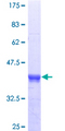 EIF4EBP3 Protein - 12.5% SDS-PAGE of human EIF4EBP3 stained with Coomassie Blue