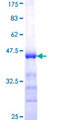 EIF4EBP3 Protein - 12.5% SDS-PAGE Stained with Coomassie Blue.