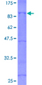 EIF4G1 / EIF4G Protein - 12.5% SDS-PAGE of human EIF4G1 stained with Coomassie Blue
