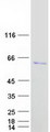 EIF5 Protein - Purified recombinant protein EIF5 was analyzed by SDS-PAGE gel and Coomassie Blue Staining